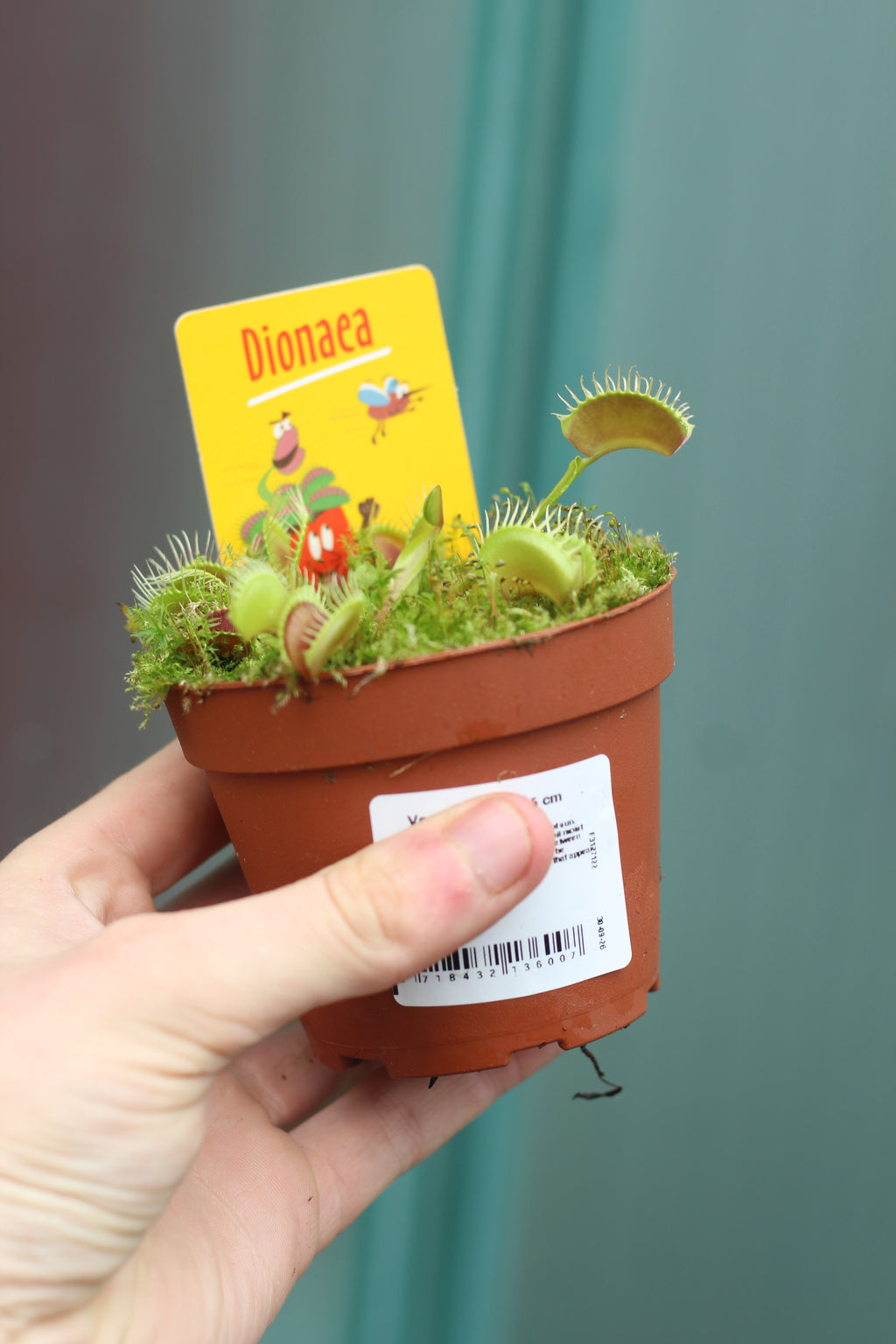 Dionaea muscipula (Venus Fly Traps)