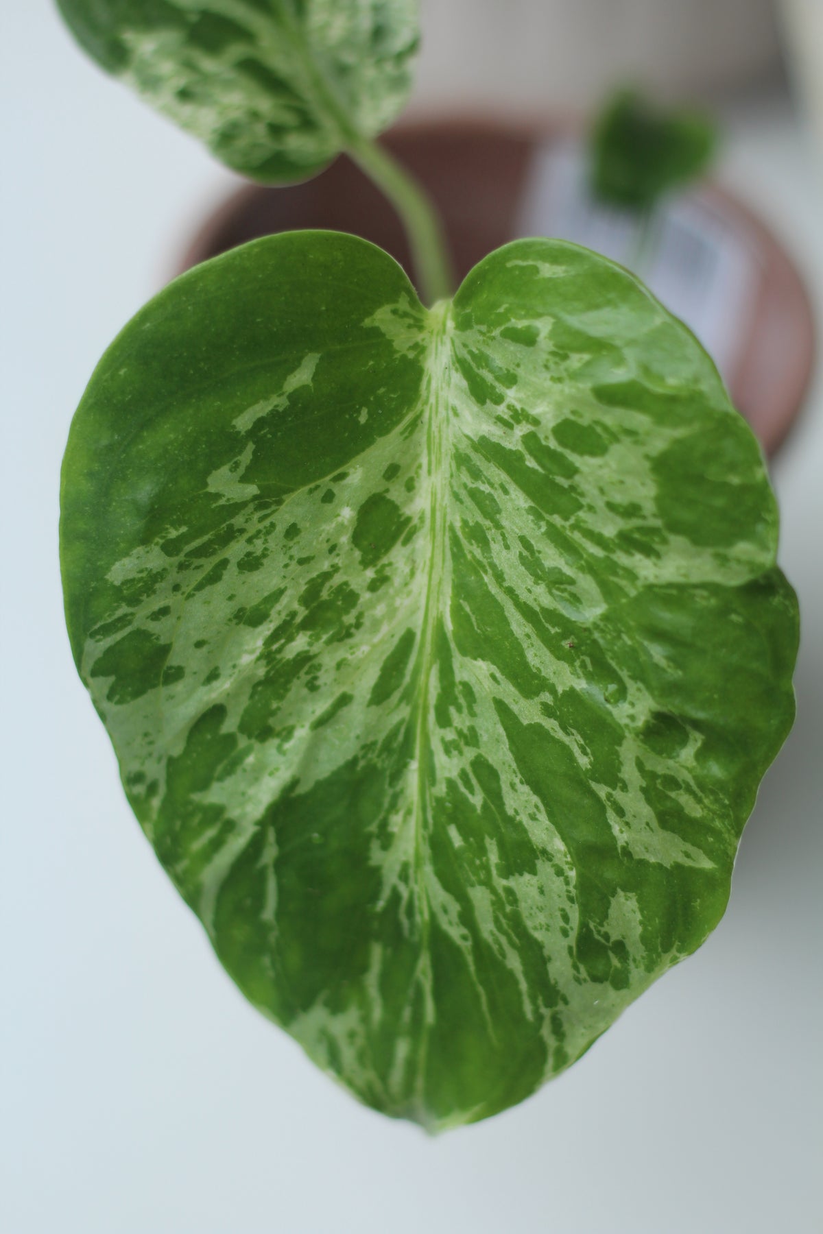 Monstera del. Bulbasaur