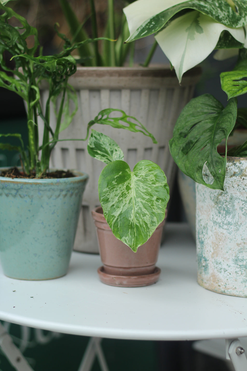 Monstera del. Bulbasaur