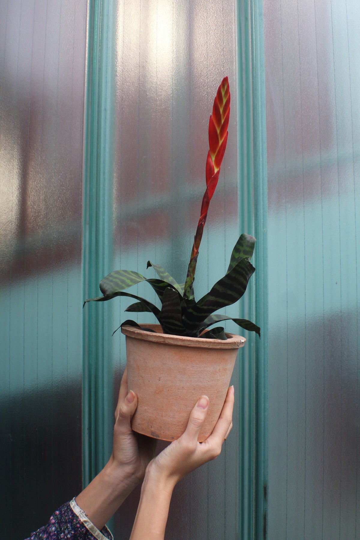 Glossy Philodendron leaves in front of a shelf of houseplants