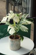 Monstera deliciosa Variegata Super White