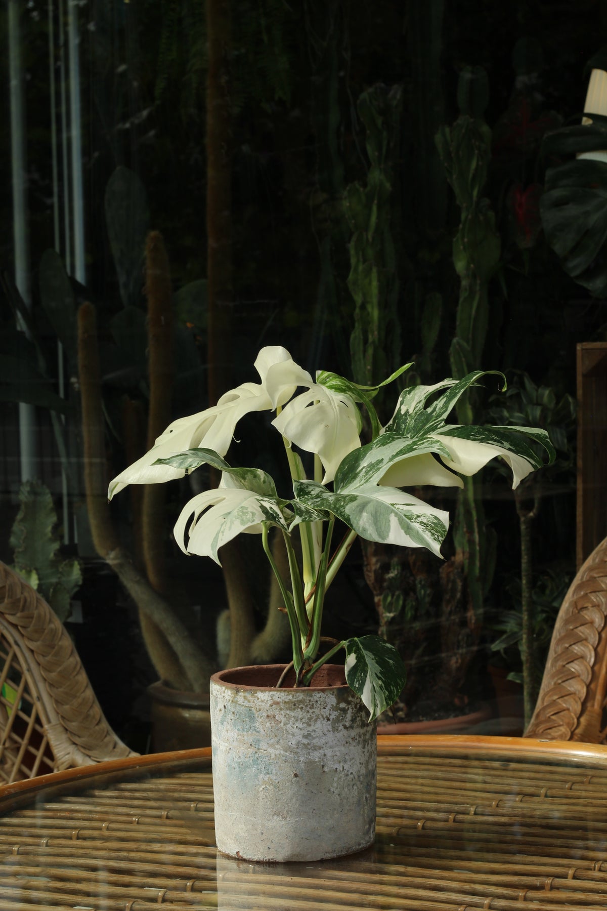 Monstera deliciosa Variegata Super White