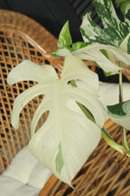Monstera deliciosa Variegata Super White