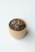 Lithops (Living Stones)