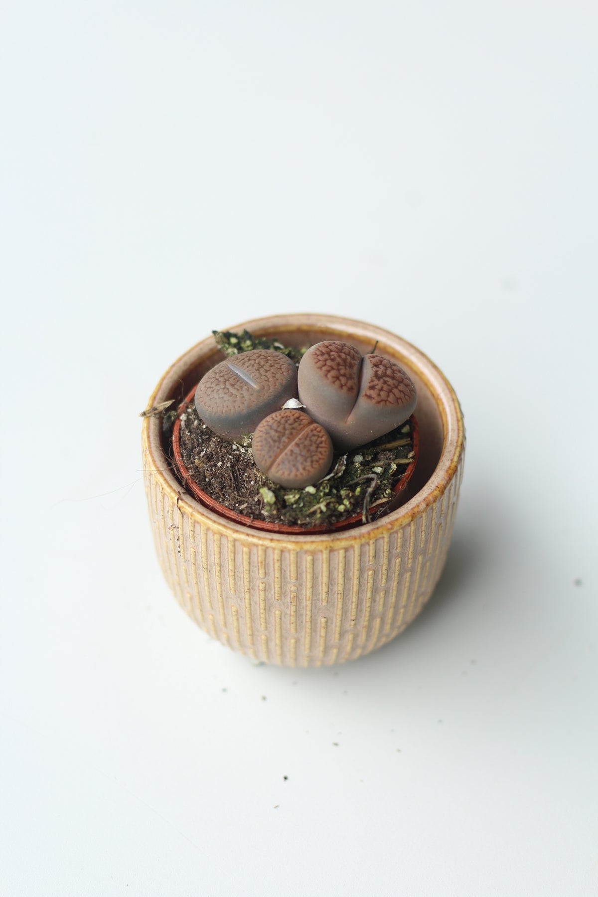 Lithops (Living Stones)