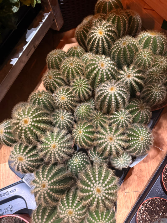Parodia Magnifica