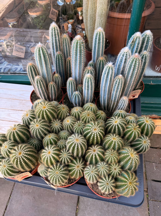 Pilosocereus Odilensis