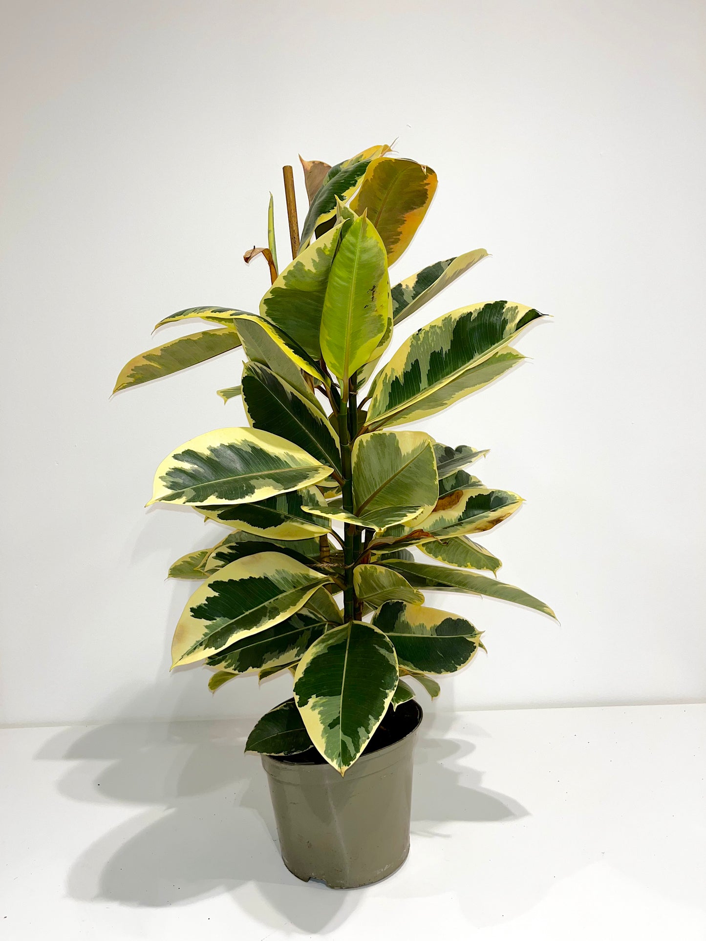 Rubber Tree Plant 5L Pot | Ficus Elastica Tineke