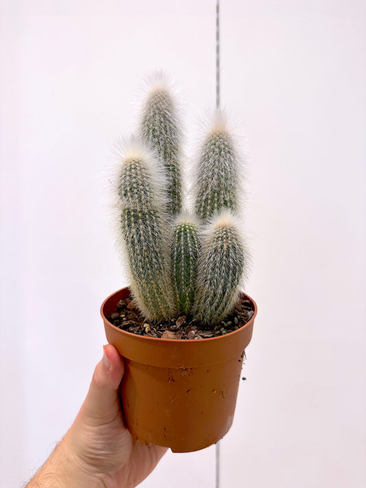 Silver Torch Cactus | Cleistocactus strausii