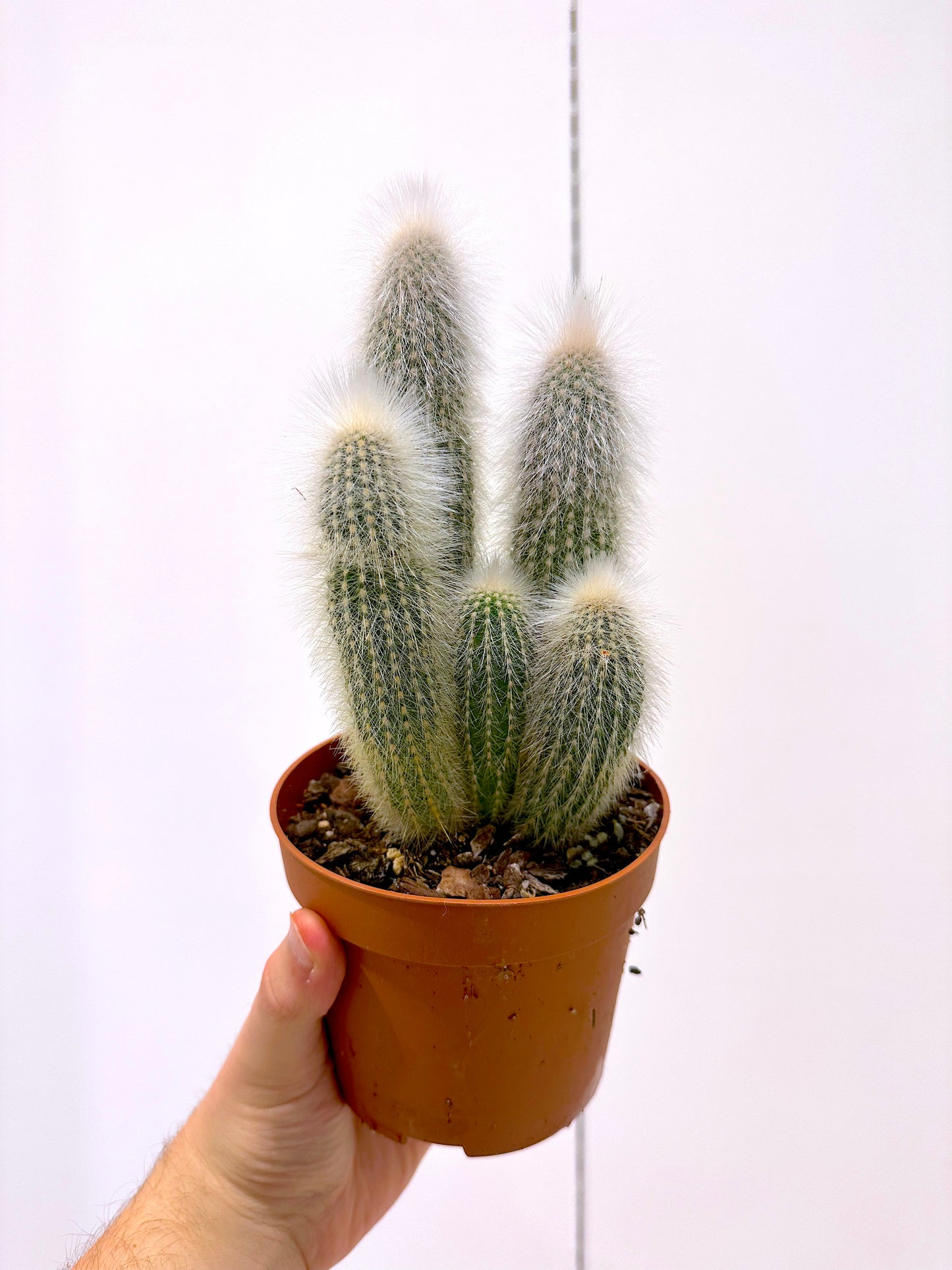 Silver Torch Cactus | Cleistocactus strausii