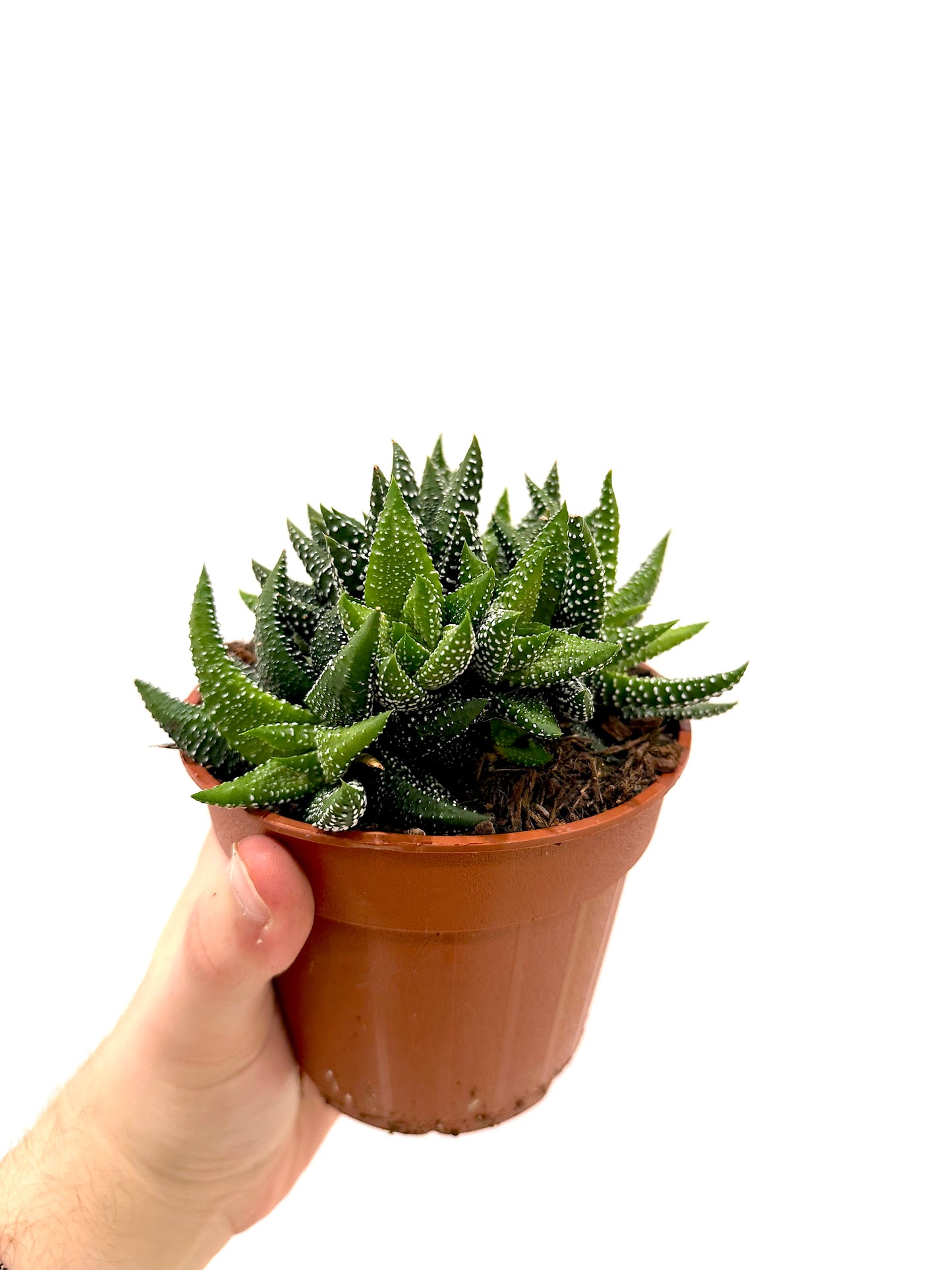 Haworthia attenuata 'Enon' | Rare