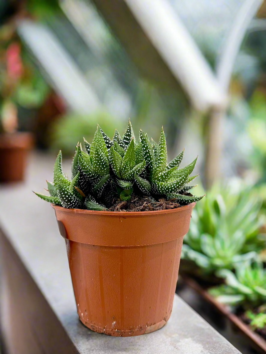 Haworthia attenuata 'Enon' | Rare