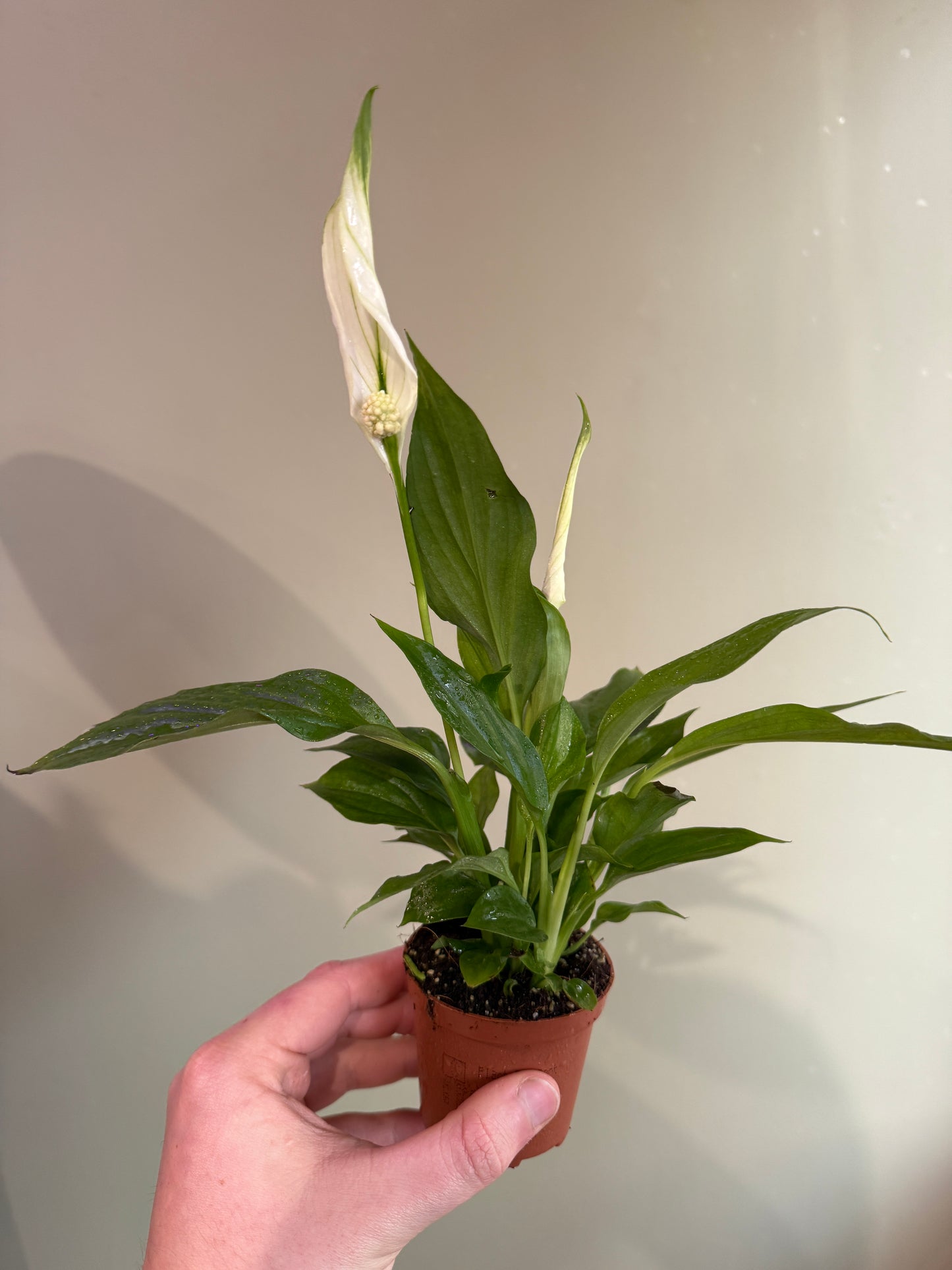 Peace Lily (Spathiphyllum) – The Elegant Air Purifier