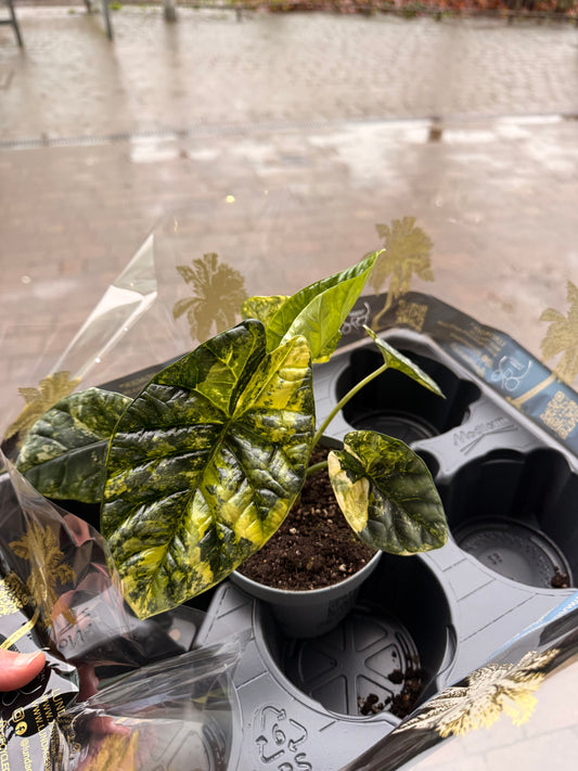 Alocasia Sinuata Aurea Variegata NEW! P12 18cm