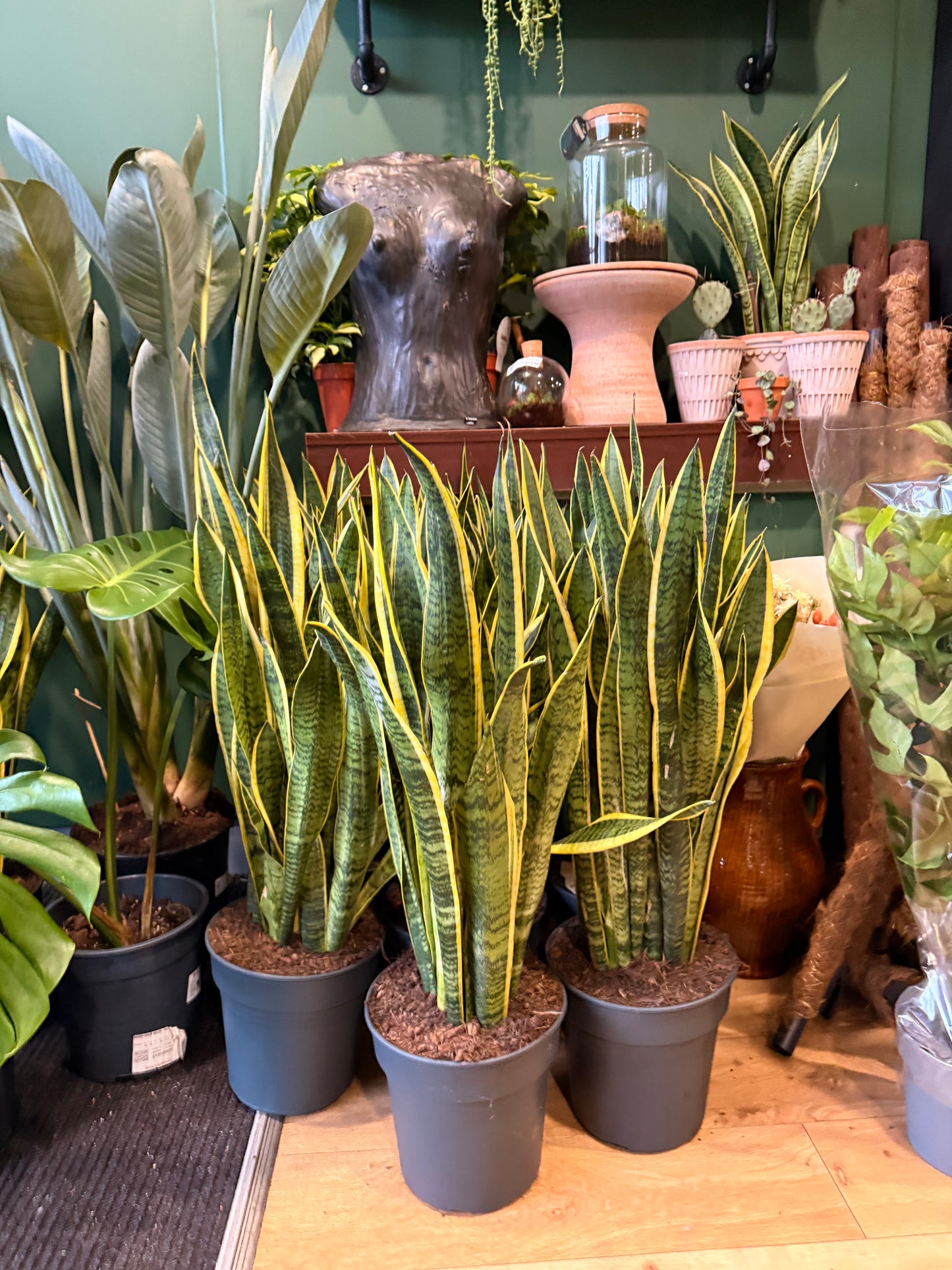Sansevieria laurentii P24 90cm
