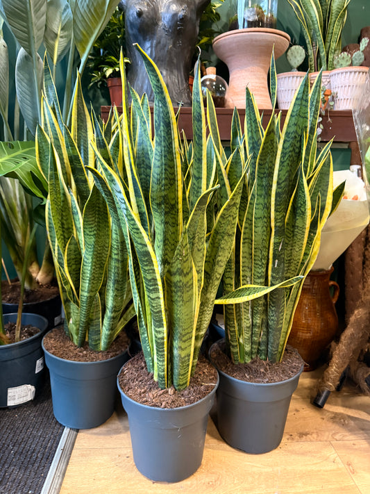 Sansevieria laurentii P24 90cm