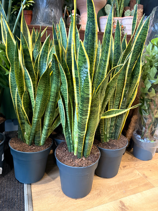 Sansevieria laurentii P24 90cm