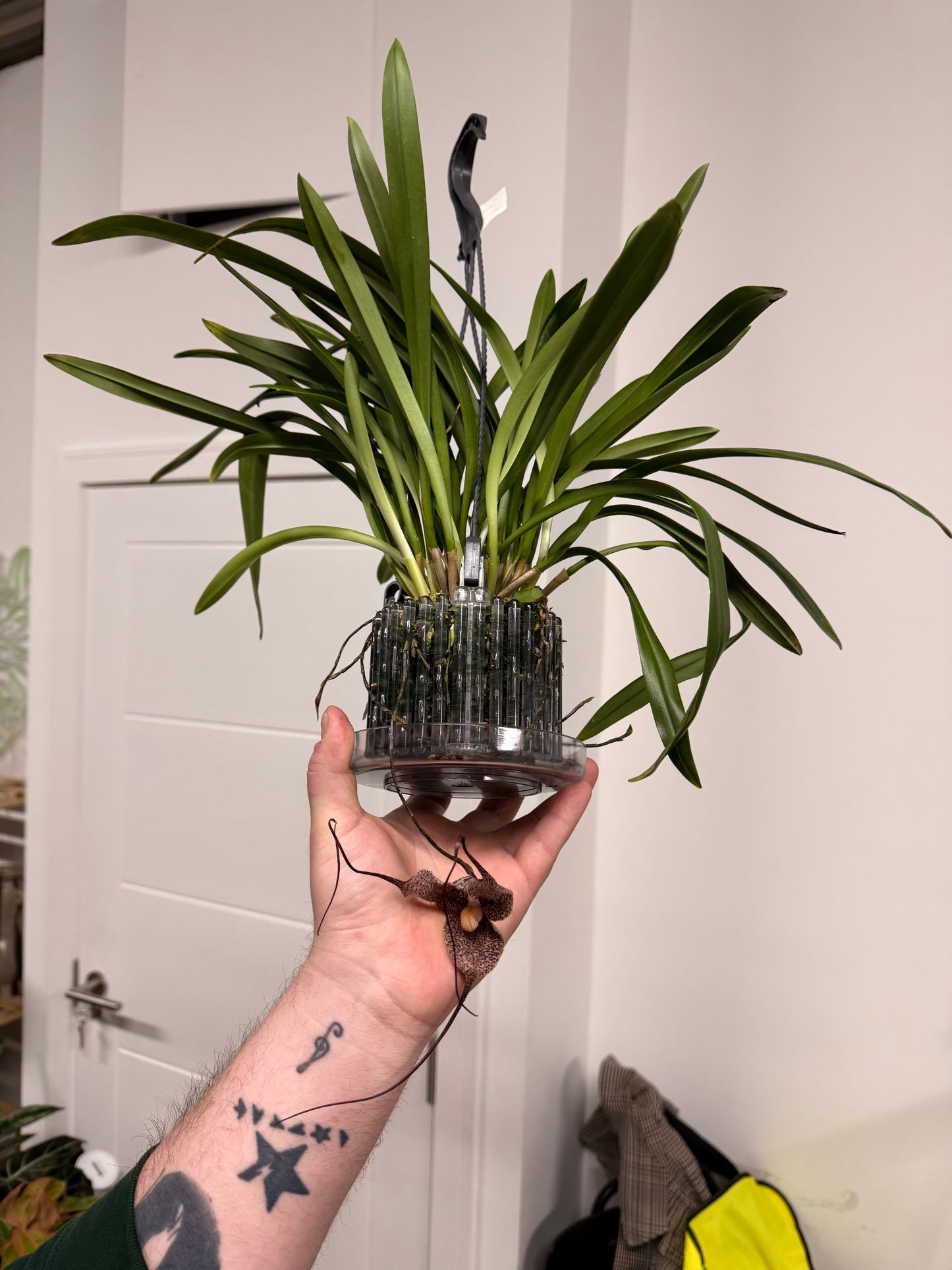 Monkey Orchids hybrid Dracula simia P15 45cm