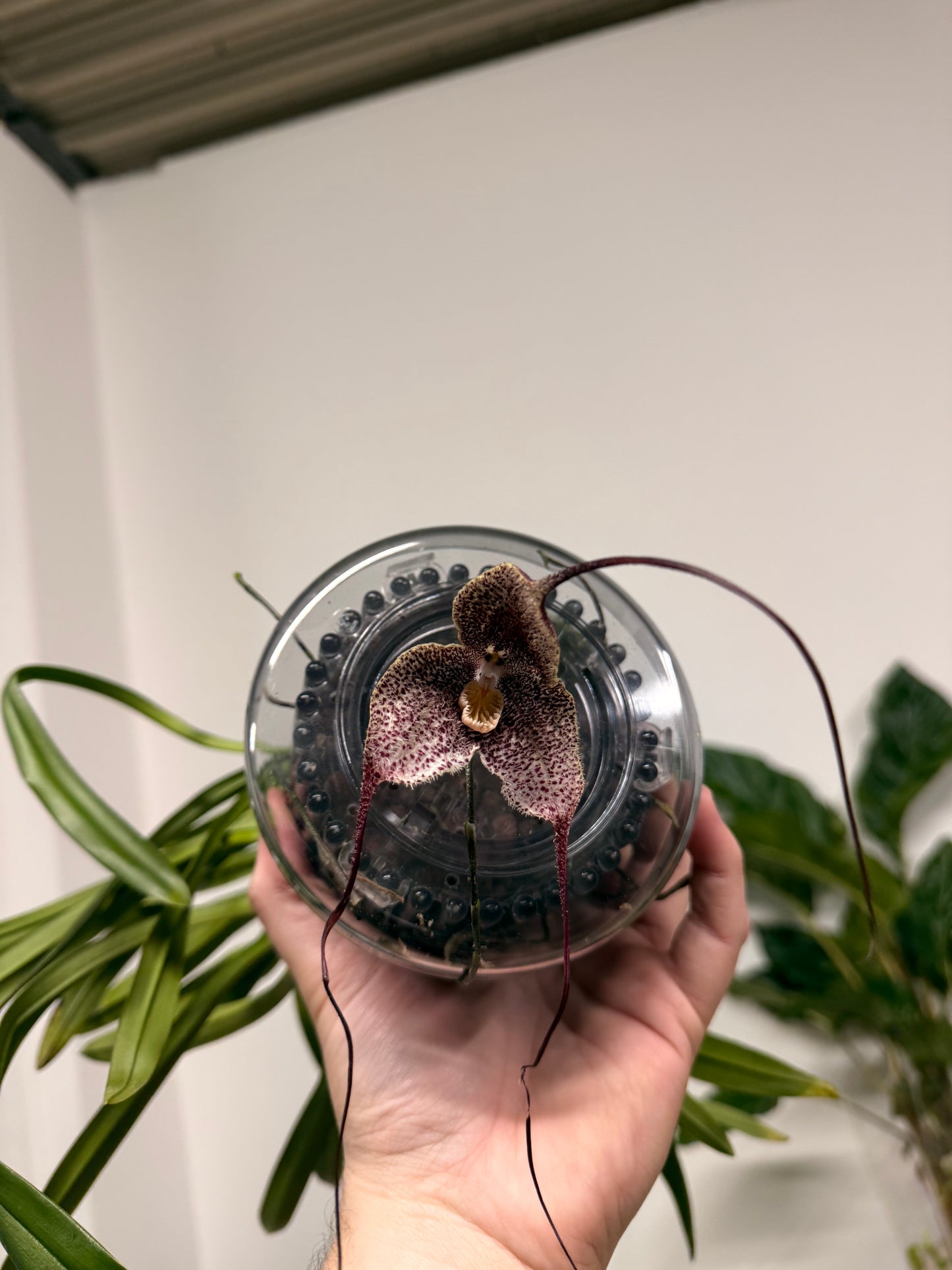 Monkey Orchids hybrid Dracula simia P15 45cm