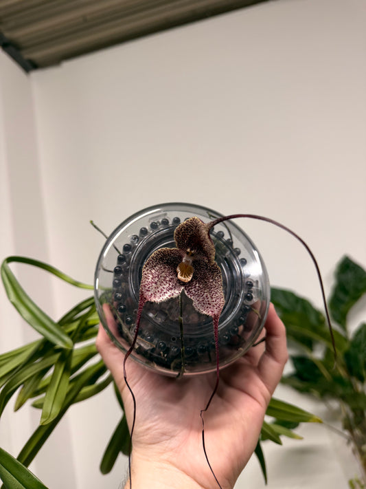 Monkey Orchids hybrid Dracula simia P15 45cm