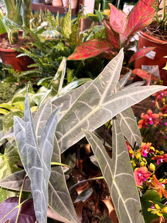Alocasia Longiloba Silver P10.5 15CM