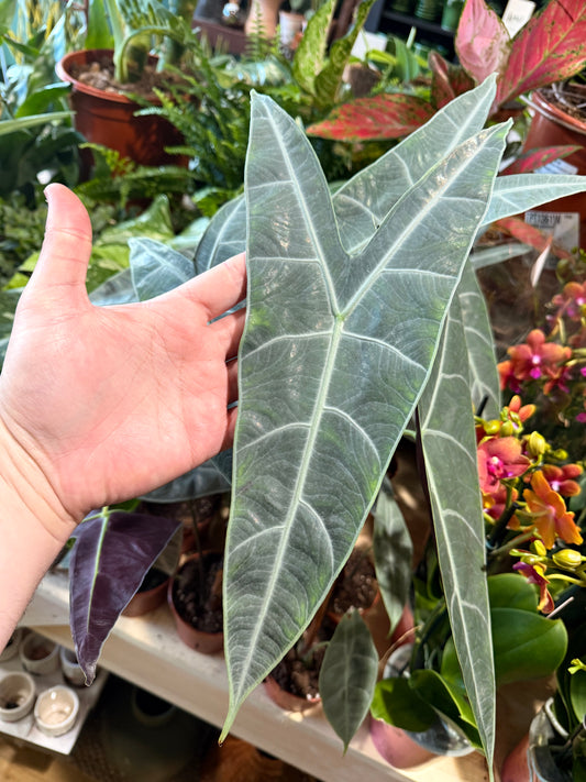 Alocasia Longiloba Silver P10.5 15CM