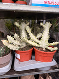 Euphorbia 'White Ghost'
