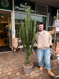Euphorbia Trigona (220cm+ height)