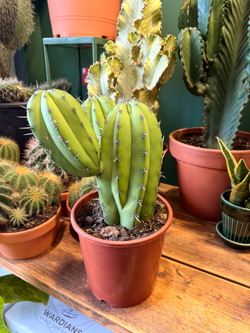 Polaskia chichipe (21cm Pot)