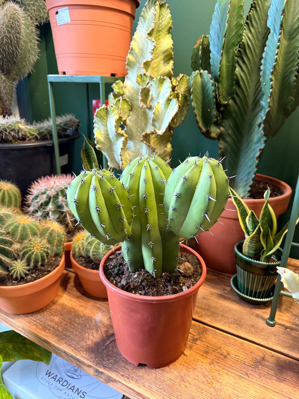 Polaskia chichipe (21cm Pot)