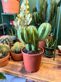 Polaskia chichipe (21cm Pot)