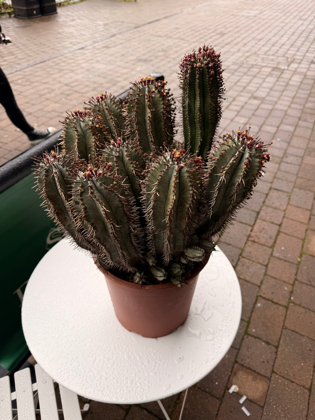 Euphorbia Horrida