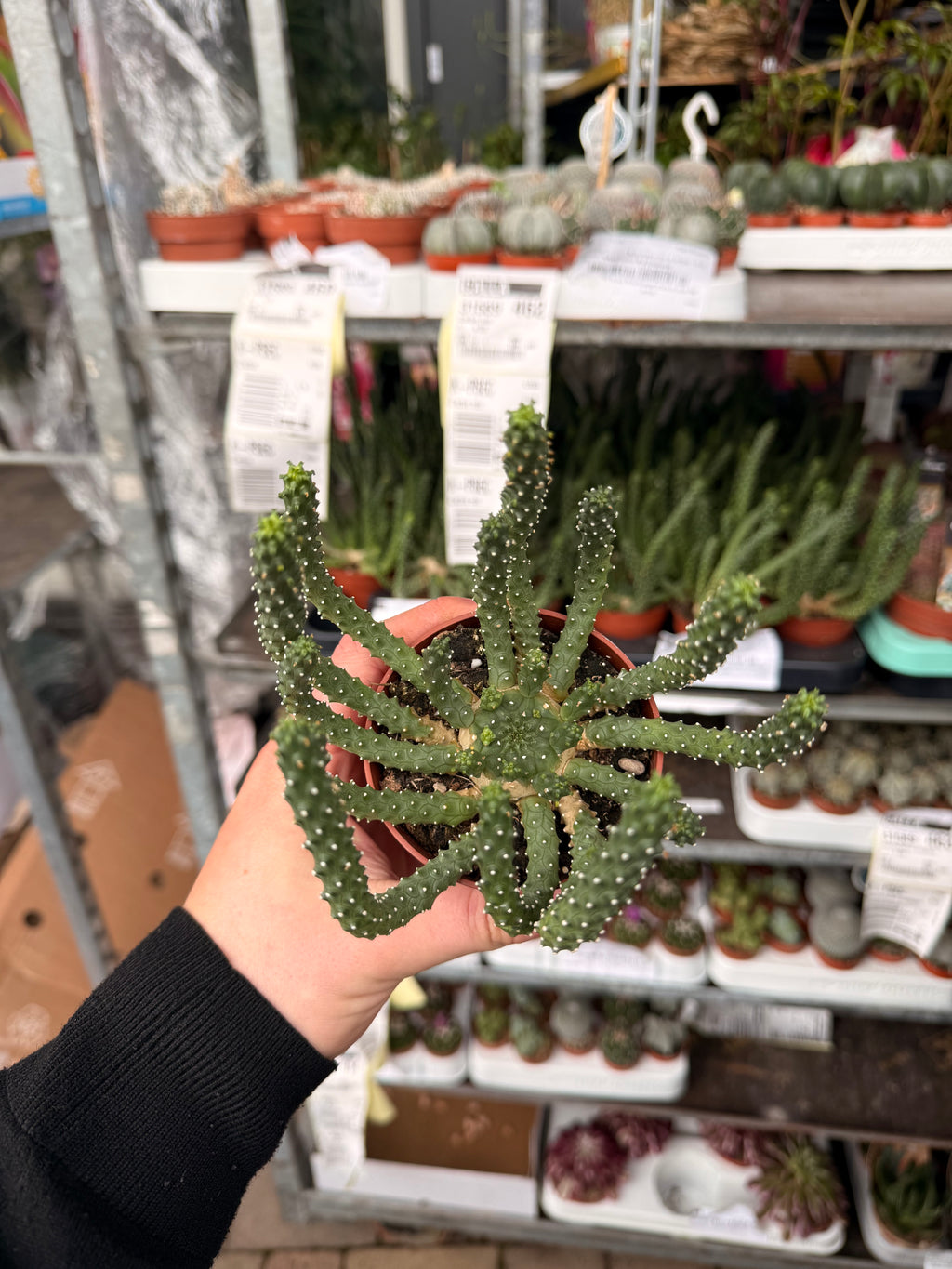 Euphorbia 'Medusa'