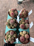 Echinocereus pectinatus