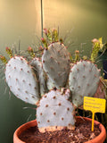 Opuntia Macrocentra (Espinas Negras) M26