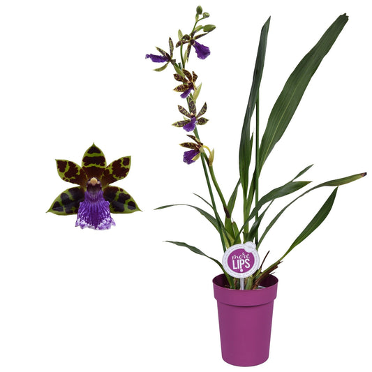 Zygopetalum Orchid – Double Stem