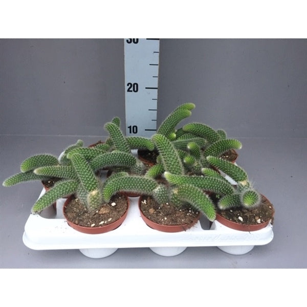 Cleistocactus Colademonis (Cites) 17cm