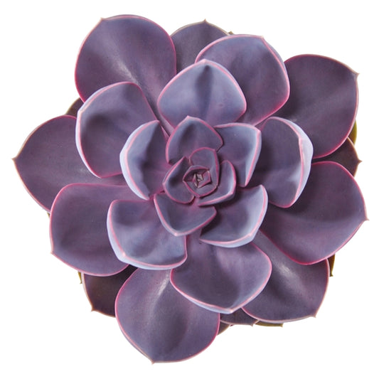 Echeveria Purple Pearl 15cm