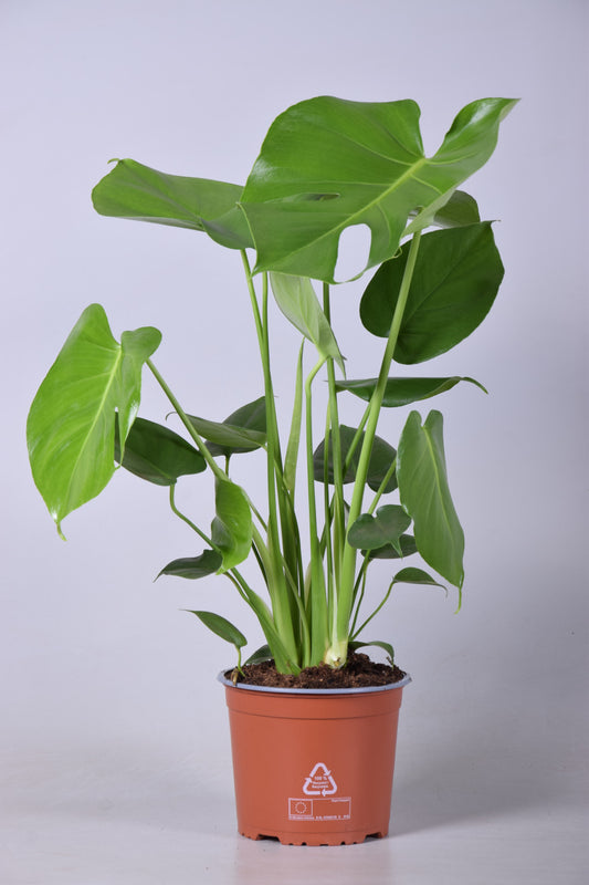 Monstera Deliciosa – The Iconic Swiss Cheese Plant