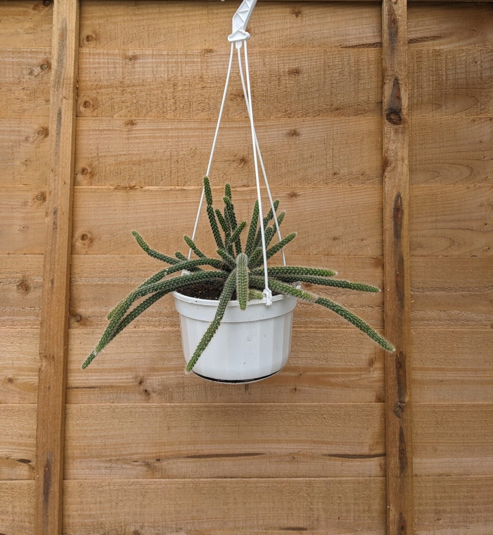 Aporocactus flagelliformis 'Rat tail' Hanging