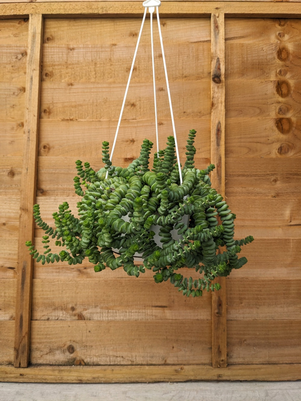 Crassula rupestris 'Hottentot' Hanging