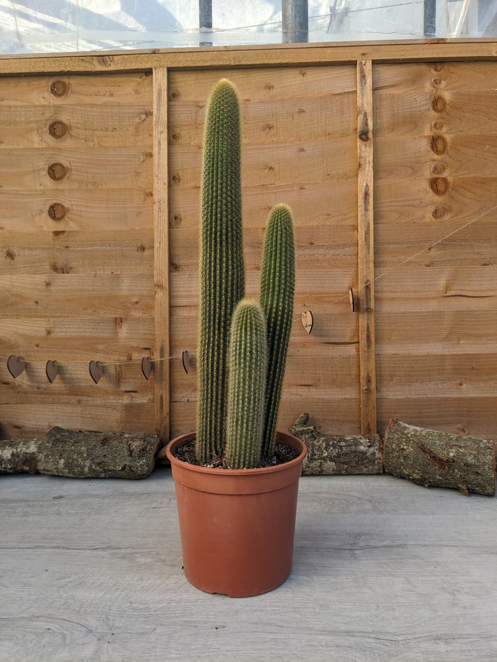 Peruvian Apple Cactus | Weberbauerocereus winterianus