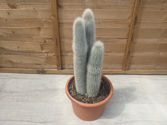 Silver Torch Cactus | Cleistocactus Strausii