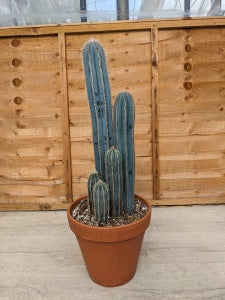 Blue Torch Cactus |  Pilosocereus pachycladus