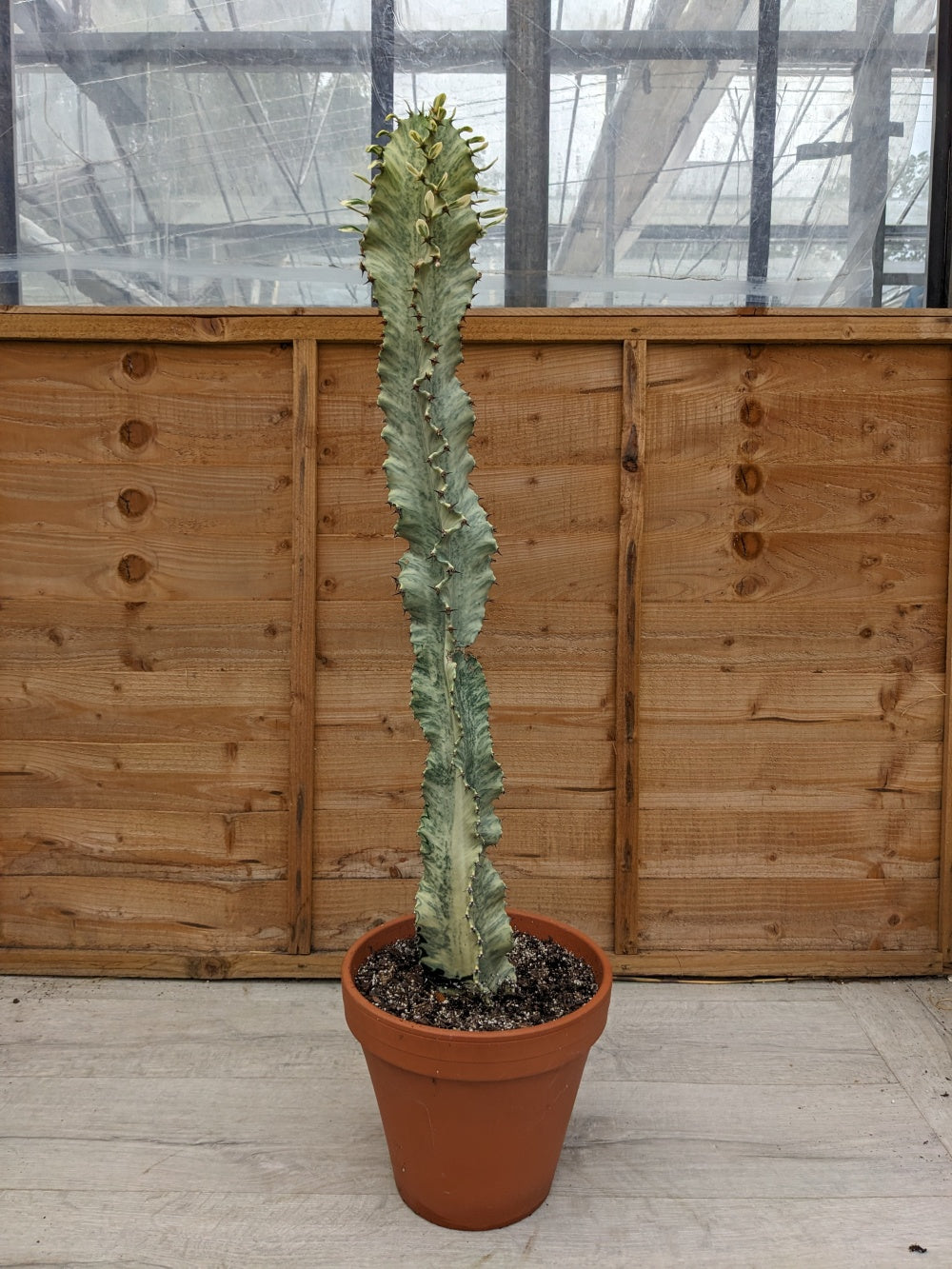 Euphorbia ingens variegata