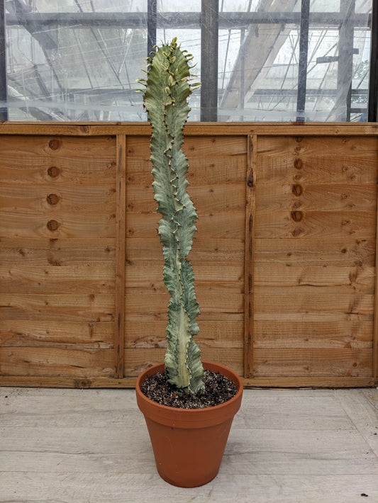 Euphorbia ingens variegata