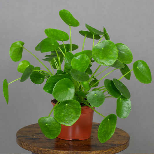 The Chinese Money Plant | Peperomia peperomioides 13cm pot