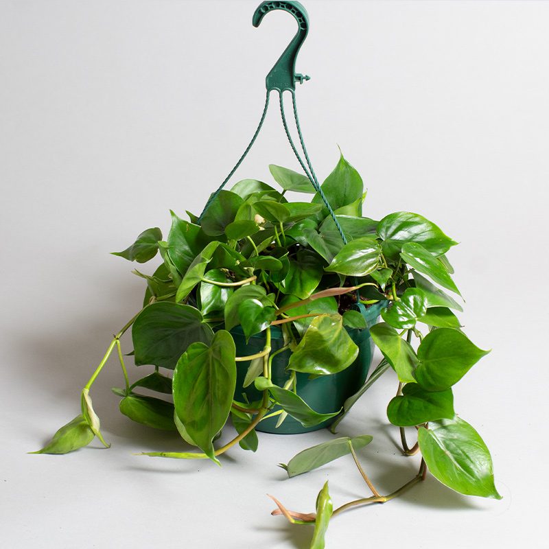 Heartleaf Philodendron | Philodendron Scandens