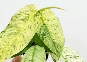 Rhaphidophora Gorilan Variegated P14 46cm