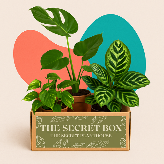 The Secret Box
